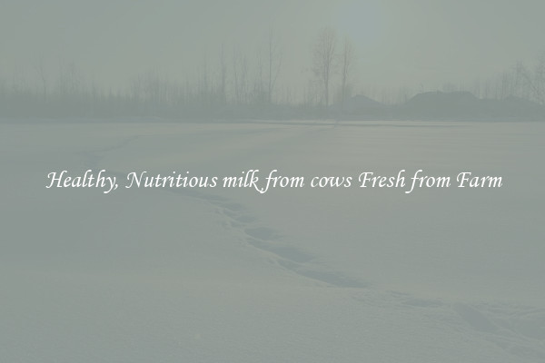 Healthy, Nutritious milk from cows Fresh from Farm